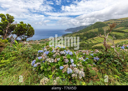 Schöne Aussicht von Hortensien und die Küste über Ponta Delgada auf der Insel Flores der Azoren. Stockfoto