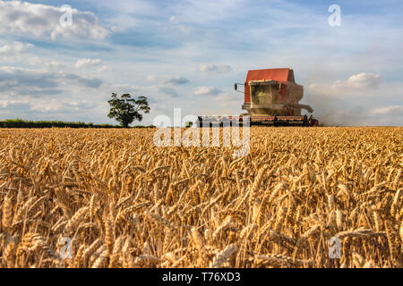 Staub steigt von Massey Ferguson Mähdrescher Ernte Weizen Stockfoto