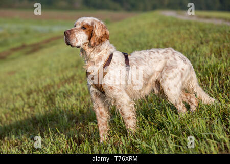 Schöne Orange Belton English Setter auf der Suche Stockfoto