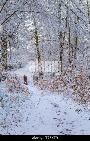 Schnee bedeckt Trail mit einem Holzsteg durch einen verschneiten Wald auf einem frühen Wintermorgen. Stockfoto