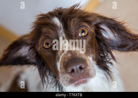 Nahaufnahme, Porträt einer niedlichen kleinen Springer Spaniel Suchen bis in die Kamera mit großen Augen Stockfoto