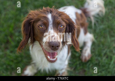 Jung, verspielt Springer Spaniel aufgeregt warten zu holen auf grünem Rasen spielen. Stockfoto