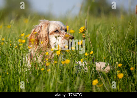 Orange Belton English Setter verstecken sich in hohem Gras mit gelben Blumen Stockfoto