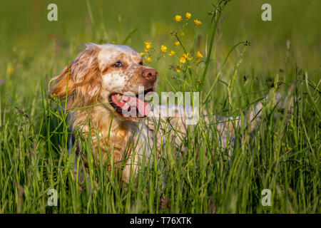 Orange Belton English Setter verstecken sich in hohem Gras mit gelben Blumen Stockfoto