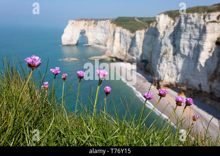 Frankreich, Normandie: Blumen und rock Bogen der Strand Etretat Stockfoto