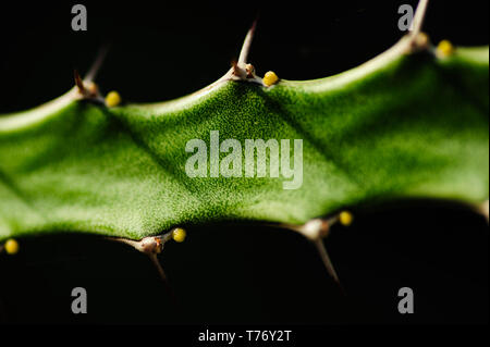 Abstrakte Nahaufnahme Bild eines Kaktus mit reichen Details in eine feine kunst Makro Bild mit einem scharfen Spot und Isolation gegen Hintergrund Stockfoto