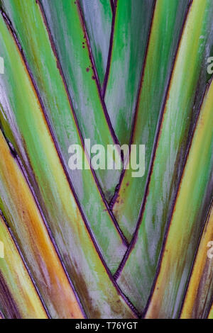 Baum des Reisenden (Ravenala madagascariensis) Textur, Ansicht schließen Stockfoto