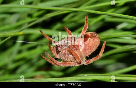 Nach oben Orb Weaver spider Weben ein Netz vor dem Hintergrund von Tannennadeln. Stockfoto