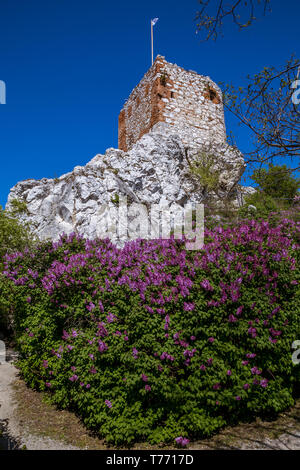 Malerische Stadt Mikulov im Frühjahr sonniger Tag mit blühenden Sträuchern und Bäumen. Mikulov, ausgebreitet auf den Hügeln der Pollauer und umgeben von vineyar Stockfoto