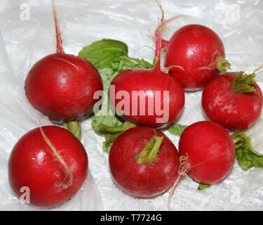 Leuchtend rote ganze Radieschen frisch aus dem Supermarkt Stockfoto