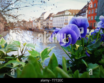 Nahaufnahme des schönen blauen Blumen auf der Brücke in Straßburg, Frankreich, Elsass. Farbenfrohe romantische Stadt mit traditionellen Fachwerkhäuser in der Nähe des Flusses. Stockfoto
