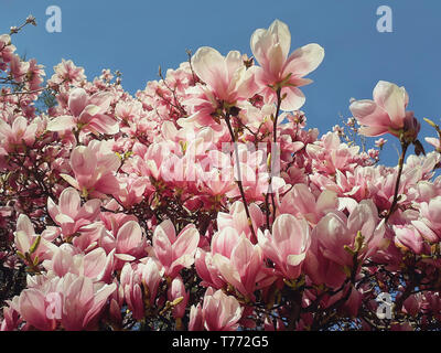 Wild pink Magnolienbaum Knospen Blühen, florales Muster, über sonnigen blauen Himmel. Spring Flower cluster Blüten auf die Niederlassungen in den Park. Schönen natur Stockfoto