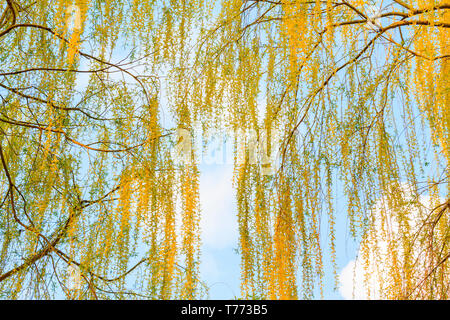 Schöne Pappel Zweige im Frühling Himmel, Wechsel der Jahreszeit, Feder Stockfoto