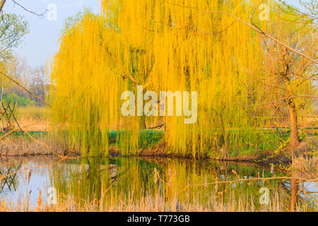 Schöne Weide gebogene Zweige zum See, Wechsel der Jahreszeit, Feder Stockfoto