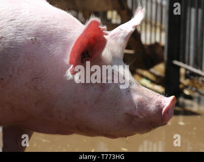 Extreme Nahaufnahme Portrait von jungen Schwein sow Stockfoto