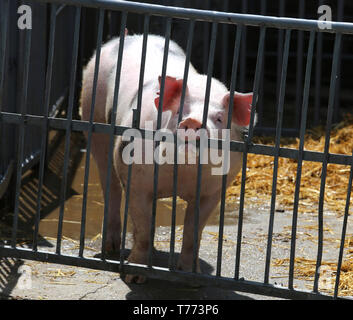 Schwein, Sau portrait Nahaufnahme hinter dem eisernen Zaun Stockfoto