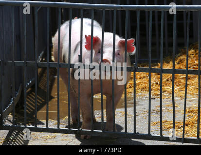 Schwein, Sau portrait Nahaufnahme hinter dem eisernen Zaun Stockfoto