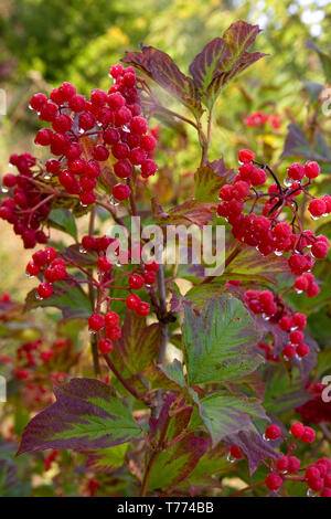 Gelderrose Viburnum opulus, tau bedeckte Beeren Stockfoto