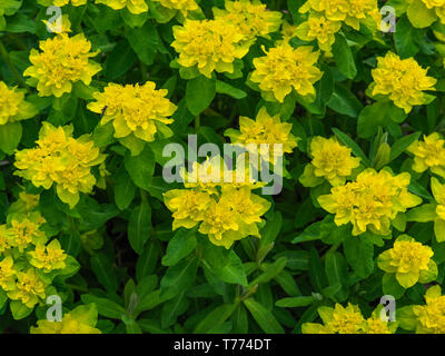 Gelbe Blumen auf einer Euphorbia polychroma Pflanze im Garten Stockfoto