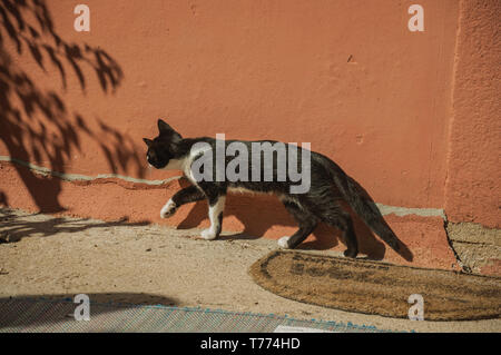 Katze zu Fuß gehen wie in einem Sammelanschluss nächste eine bunte Wand, im Hof der Hof in der Nähe von Elvas. Eine liebenswürdige Stadt am östlichsten Grenze von Portugal. Stockfoto