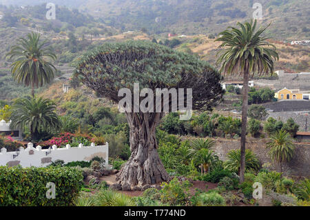 Alten Drachenbaum, El Drago Milenario, Dracaena Draco, Kanarische Inseln Drachenbaum, Icod de los Vinos, Teneriffa, Kanarische Inseln, Spanien Stockfoto