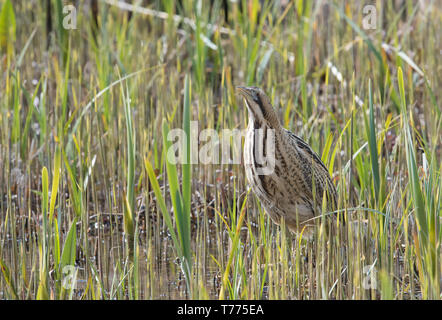 Rohrdommel, Minsmere, Suffolk Stockfoto