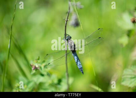 Knappe Chaser, Bedford Purlieus, Cambridgeshire Stockfoto