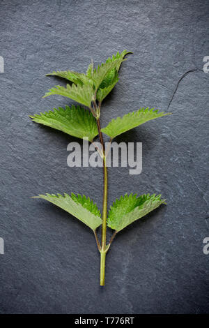 Eine gemeinsame Brennnessel, Urtica dioica, auf einer Schiefertafel Hintergrund angezeigt. Brennnesseln sind eine beliebte wild Essen und können in einer Anzahl von Rezepten verwendet werden. Pflege Stockfoto