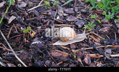 In der Nähe von Weinbergschnecken mit Spirale Shell kriechen über Rindenmulch Stockfoto