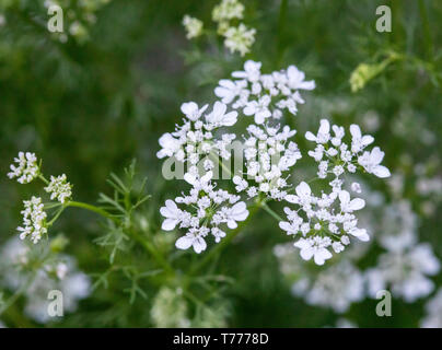 Koriander Alias: Koriander (Coriandrum sativum) in voller Blüte. In den USA, die essbaren grünen Blätter sind wie Koriander und die Samen Koriander bekannt. Stockfoto