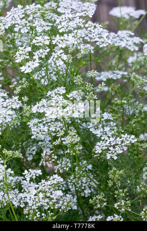 Koriander Alias: Koriander (Coriandrum sativum) in voller Blüte. In den USA, die essbaren grünen Blätter sind wie Koriander und die Samen Koriander bekannt. Stockfoto