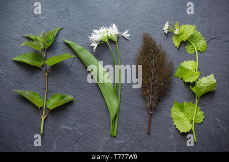 Wild, essbare Pflanzen im Mai abgeholt zu verschiedenen Rezepte hinzuzufügen. Links - Rechts: Gemeinsame Brennnessel, Urtica dioica, Bärlauch, Allium ursinum, bronze Fe Stockfoto