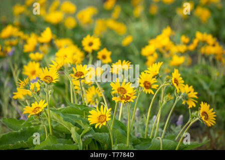 Balsamwurzel blühen am Tom McCall Preserve an Rowena Crest, Columbia River Gorge National Scenic Area, Oregon. Stockfoto