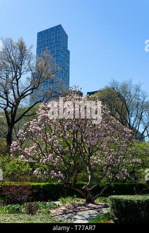 Magnolienbaum im Central Park im Frühling mit Wolkenkratzer im Hintergrund, Upper Manhattan, New York City, USA Stockfoto