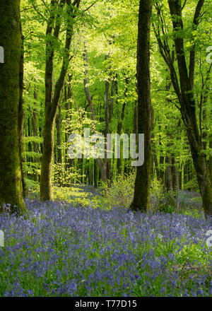 Hooke Park, Dorset, Großbritannien. 4. Mai 2019. UK Wetter: Dappled Sonnenlicht beleuchtet Buche Bäume über einen Teppich von Frühling bluebells im Wald bei Hooke Park, Dorset an einem kühlen und hellen Nachmittag. Credit: Celia McMahon/Alamy Leben Nachrichten. Stockfoto