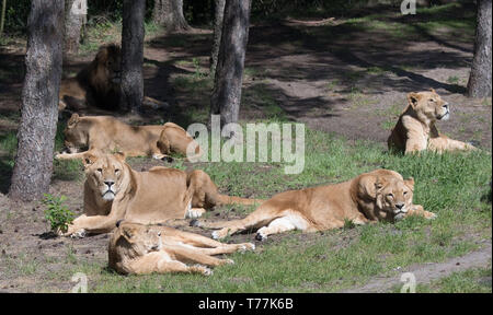 Hodenhagen, Deutschland. 05 Mai, 2019. Lions linger im Serengeti Park Hodenhagen. Zwei Löwen aus der Packung in ein separates Gehäuse getrennt (nicht im Bild) ein Tierpfleger angegriffen und schwer verletzt. Der Halter und die Löwen waren in der Anlage gleichzeitig, das war in der Regel nicht der Fall. Credit: Julian Stratenschulte/dpa/Alamy leben Nachrichten Stockfoto