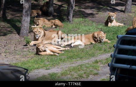 Hodenhagen, Deutschland. 05 Mai, 2019. Lions linger im Serengeti Park Hodenhagen. Zwei Löwen aus der Packung in ein separates Gehäuse getrennt (nicht im Bild) ein Tierpfleger angegriffen und schwer verletzt. Der Halter und die Löwen waren in der Anlage gleichzeitig, das war in der Regel nicht der Fall. Credit: Julian Stratenschulte/dpa/Alamy leben Nachrichten Stockfoto