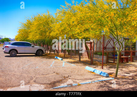 Palo Verde Blüten bedecken die Bürgersteige in Tucson AZ in dieser Zeit des Jahres in saisonale Allergien für einige Leute Stockfoto