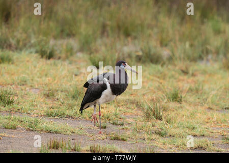 Abdim der Storch, Tansania Stockfoto