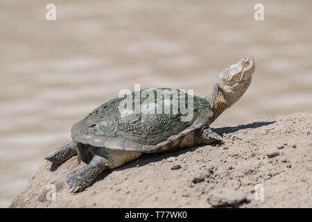 Afrikanische behelmte turtle Trocknen an Land, Tansania Stockfoto