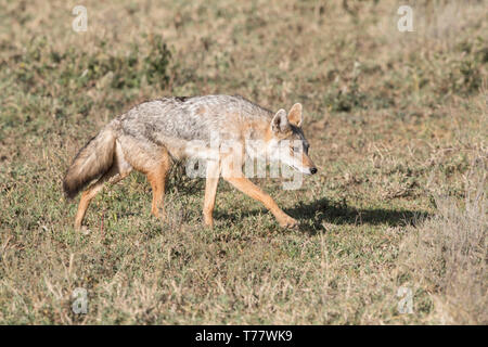Schwarz - geschwärzt Schakal wandern, Tansania Stockfoto