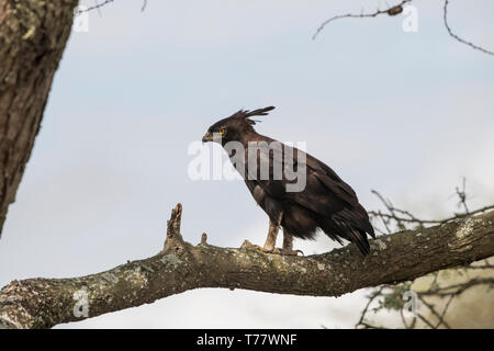 Crested eagle im Baum, Tansania Stockfoto