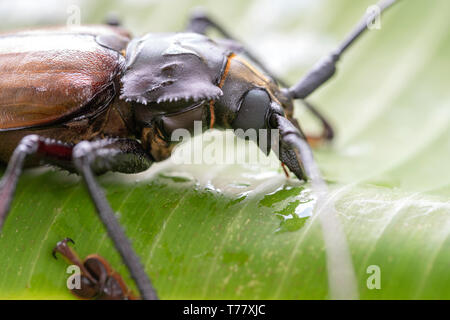 Riesige Fijian longhorn Beetle von Insel Koh Phangan, Thailand. Nahaufnahme, Makro. Riesige Fijian lange Käfer gehörnten, Xixuthrus heros ist einer der größten li Stockfoto