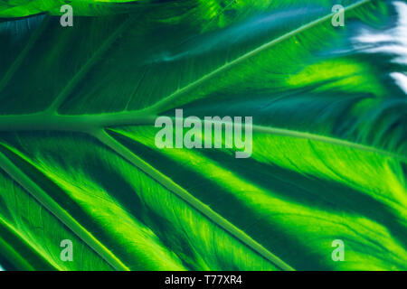 Das Blatt von Ohr Werk des Thailand riesige Elefant (Colocasia gigantea) ist voll von Textur und Venen in dieser Nahaufnahme. Stockfoto