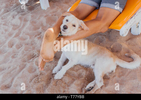 Der Hund Gesicht zwischen die Beine eines Mannes auf die Sonnenbank. Hund am Strand Stockfoto