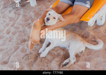 Der Hund Gesicht zwischen die Beine eines Mannes auf die Sonnenbank. Hund am Strand Stockfoto