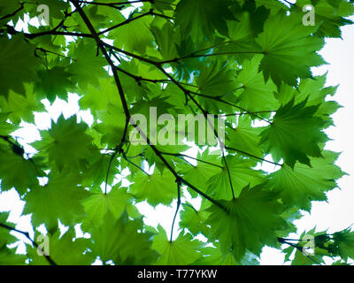 Die grünen Blätter eines Acer circinatum Vine (Ahorn) Baum. Butchart Gardens, Brentwood Bay, British Columbia, Kanada. Stockfoto