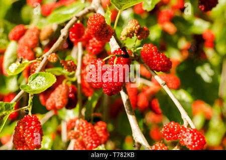Reifen roten und violetten Beeren von Mulberry auf Obst Baum unter der hellen Sonne Stockfoto