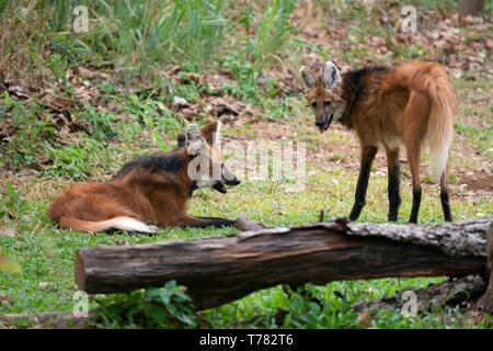 Mähnenwolf (Chrysocyon Brachyurus) im Zoo Stockfoto
