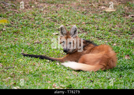 Mähnenwolf (Chrysocyon Brachyurus) im Zoo Stockfoto